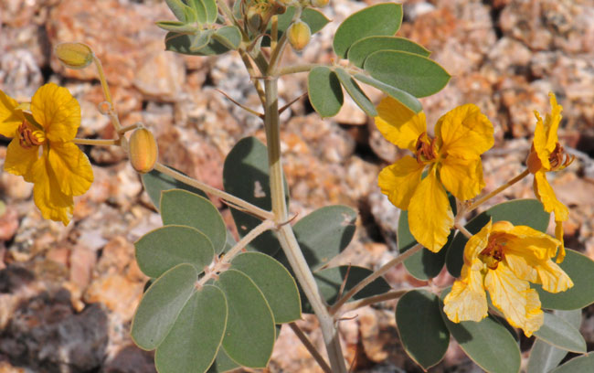 Senna covesii, Coves' Cassia Senna covesii, Coves' Cassia